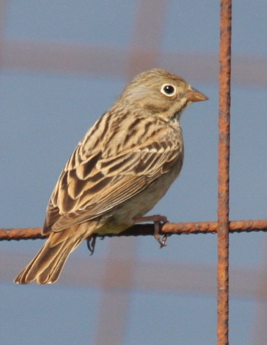 Cretzschmar's Bunting