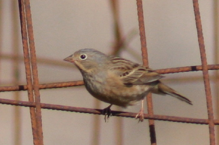 Cretzschmar's Bunting