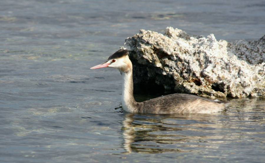Great Crested Grebe