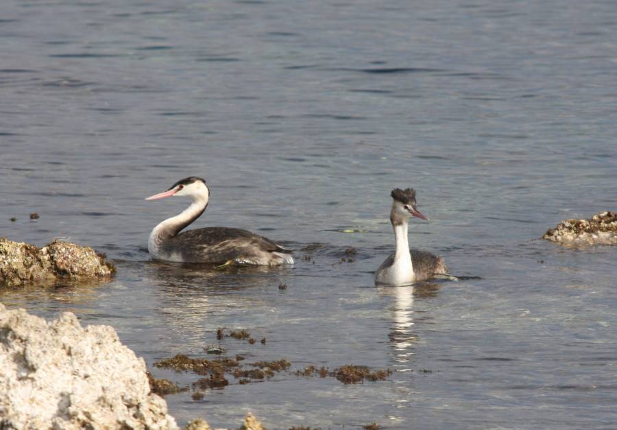 Great Crested Grebe