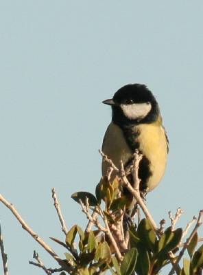 Great Tit