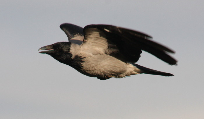 Hooded Crow