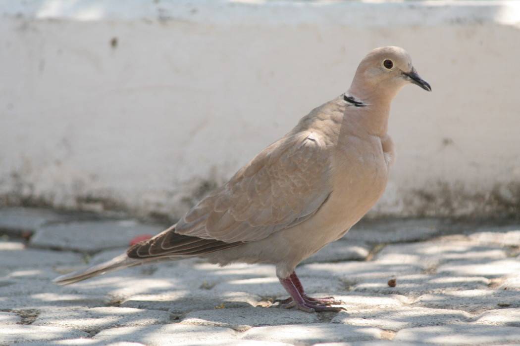 Collared Dove