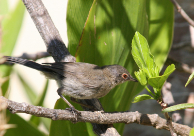 Immature Sardinian Warbler