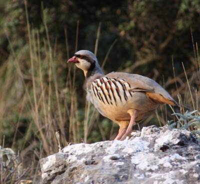 Chukar