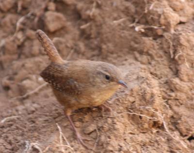 Wren