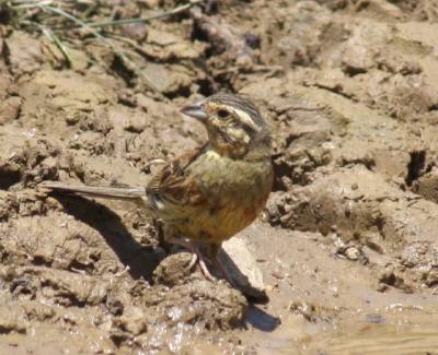 Cirl Bunting