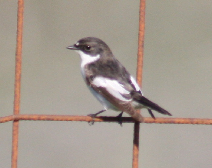 Pied Flycatcher