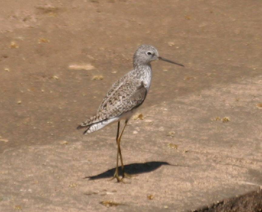Marsh Sandpiper