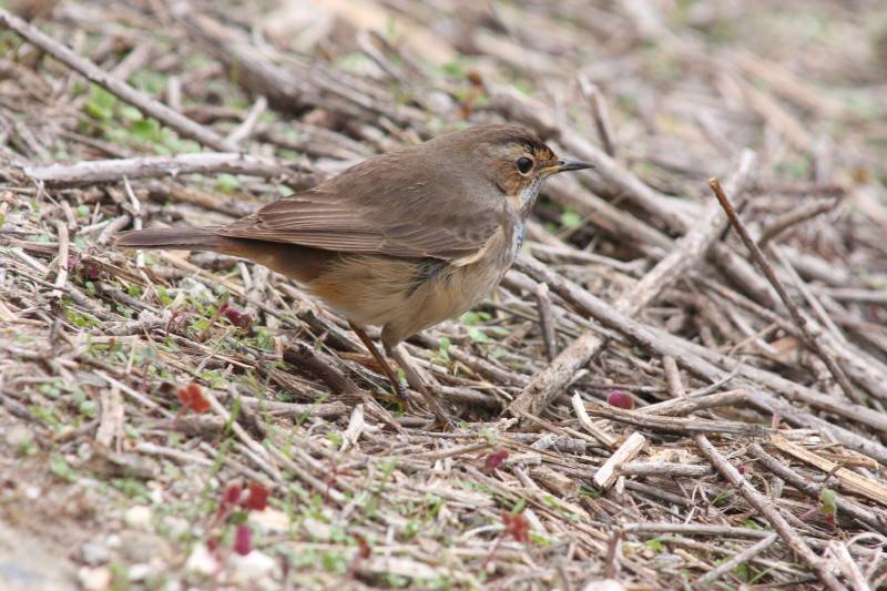 Bluethroat