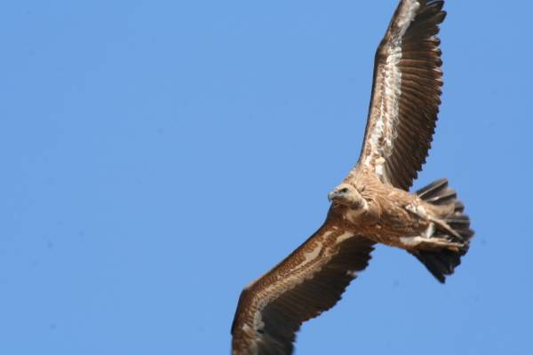 Griffon Vulture