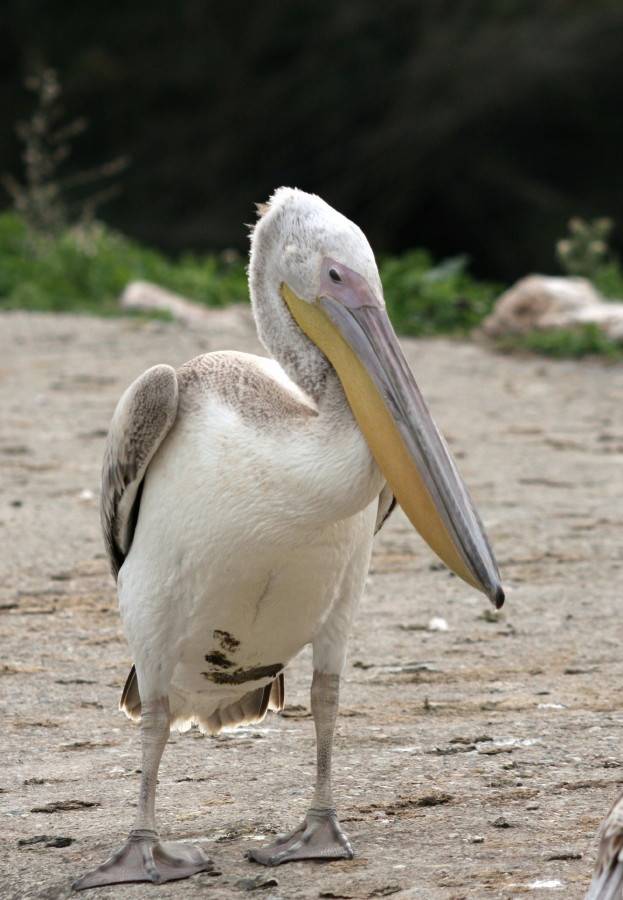 White Pelican