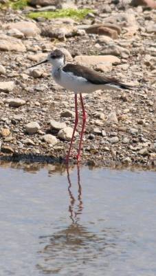 Black-winged Stilt