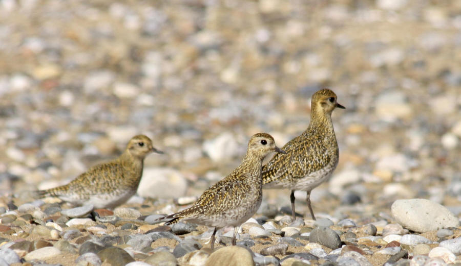 Golden Plover