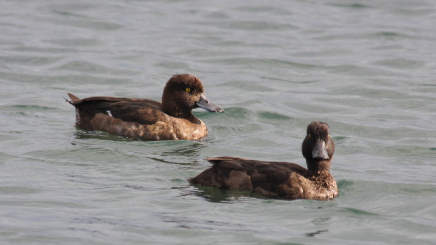 Tufted Duck