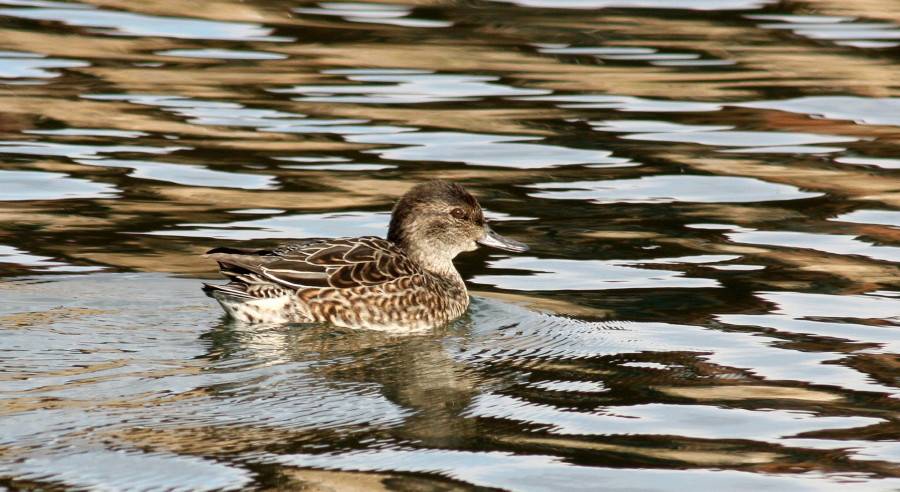 Common Teal