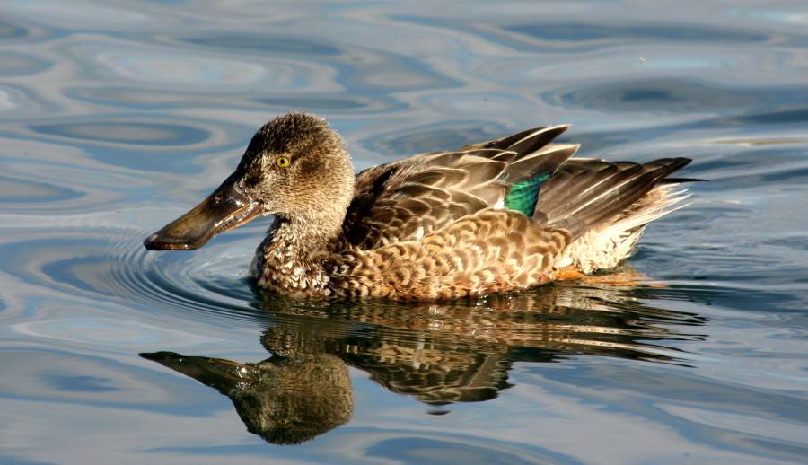 Shoveler.....