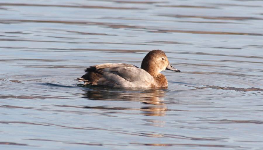 Pochard