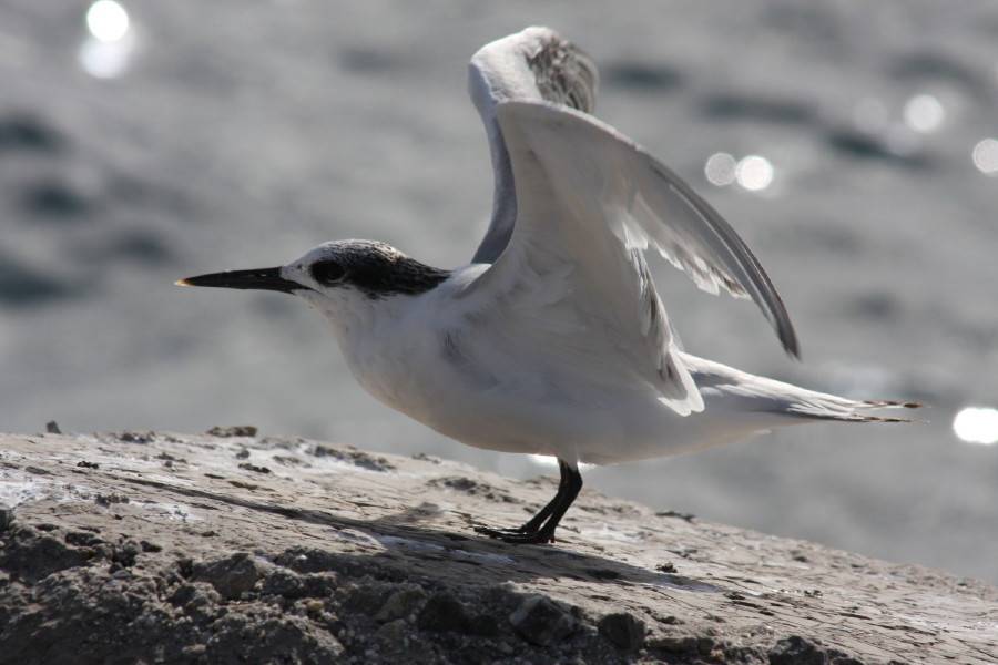 Sandwich Tern