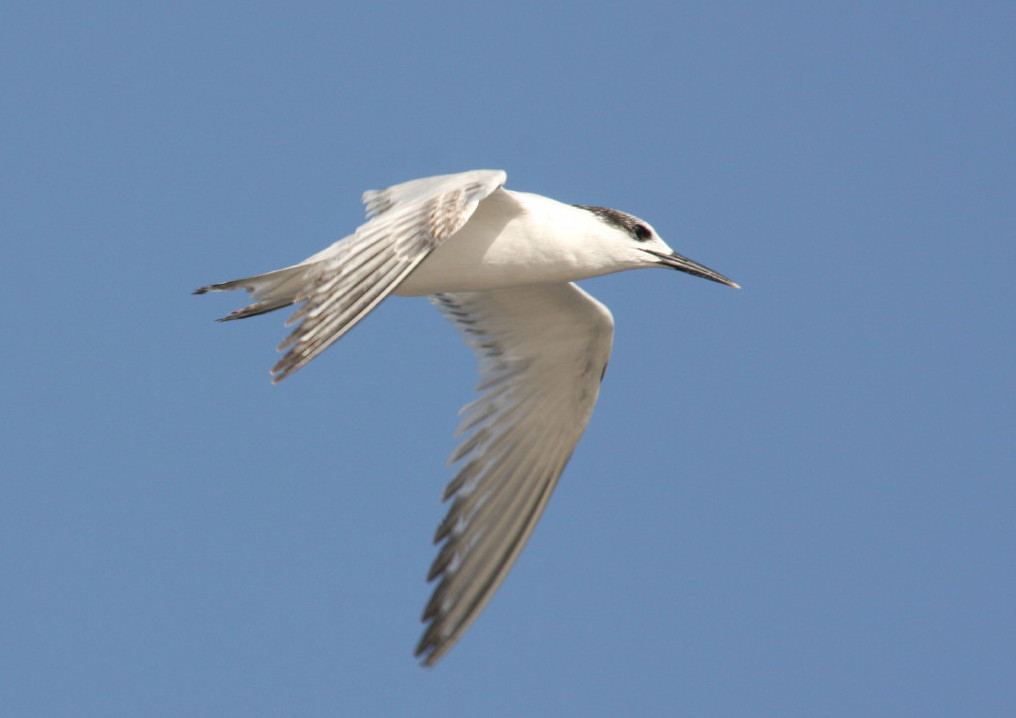 Sandwich Tern