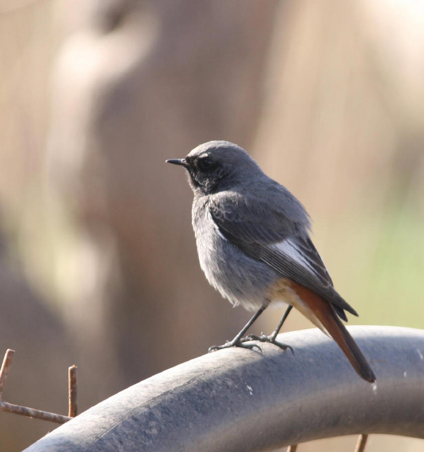 Black Redstart