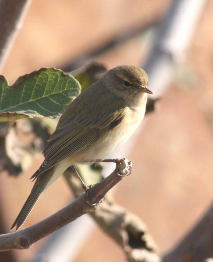 Chiffchaff