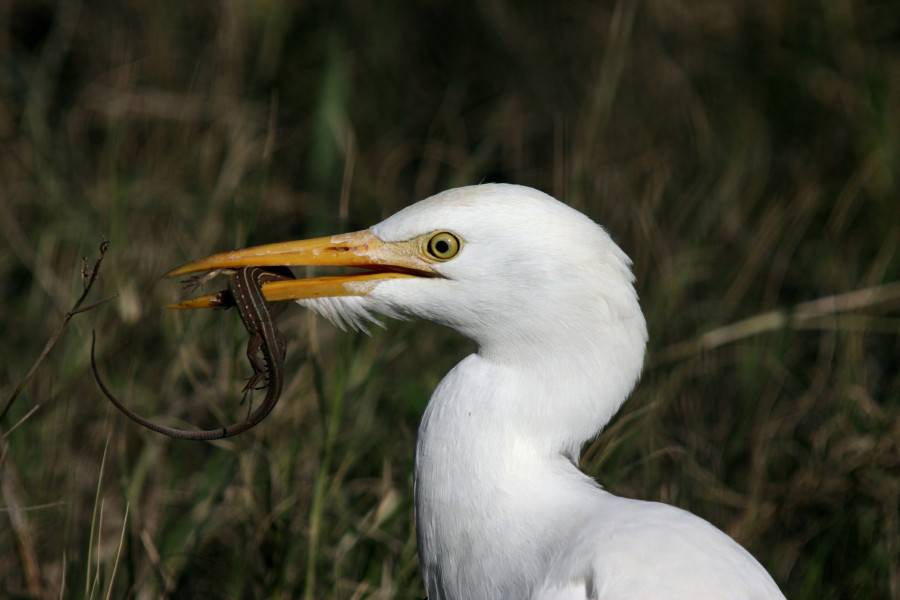 Cattle Egret