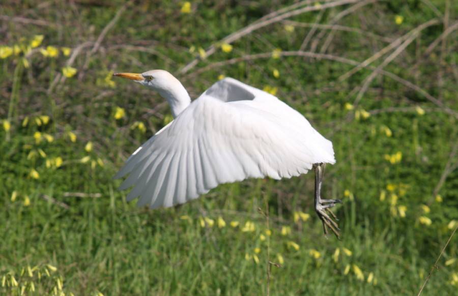 Cattle Egret