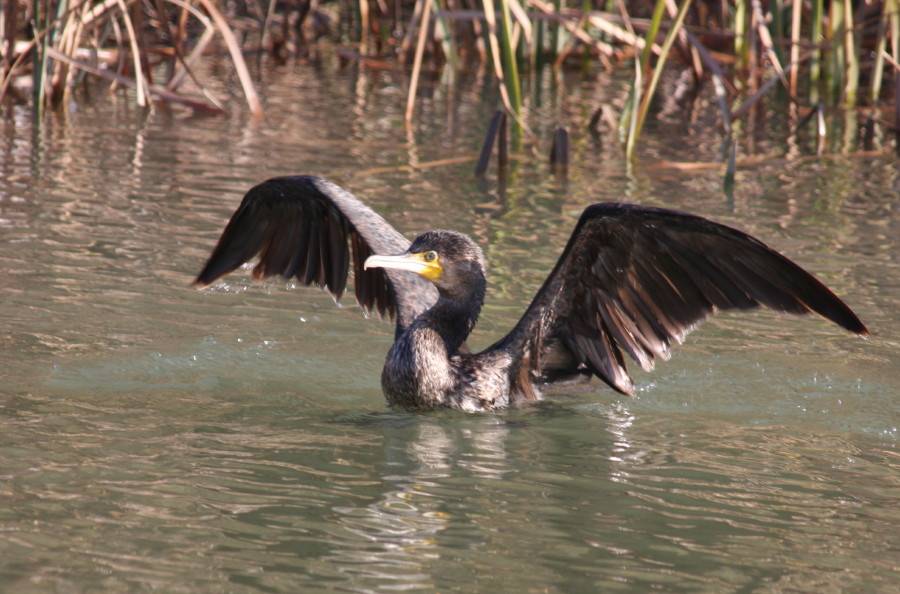 Cormorant
