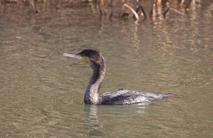 Cormorant
