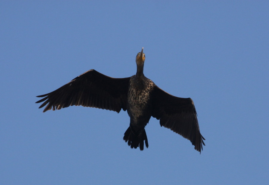 Cormorant