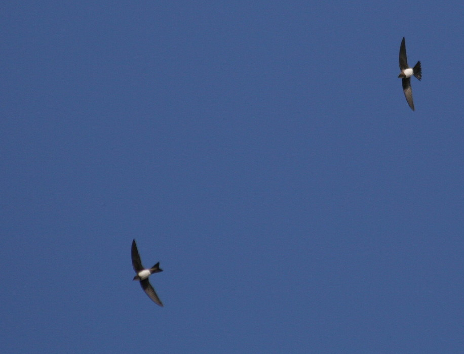 Alpine Swift