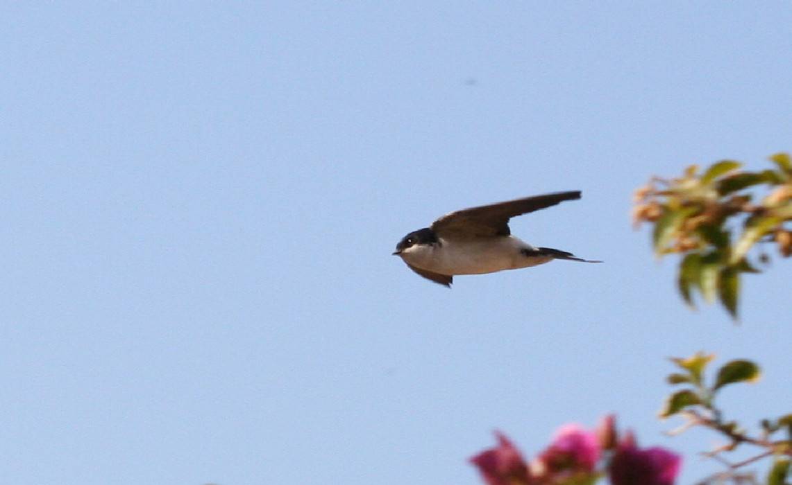 House Martin