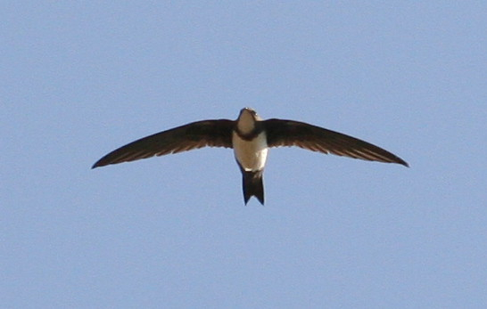 Alpine Swift