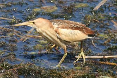 Little Bittern