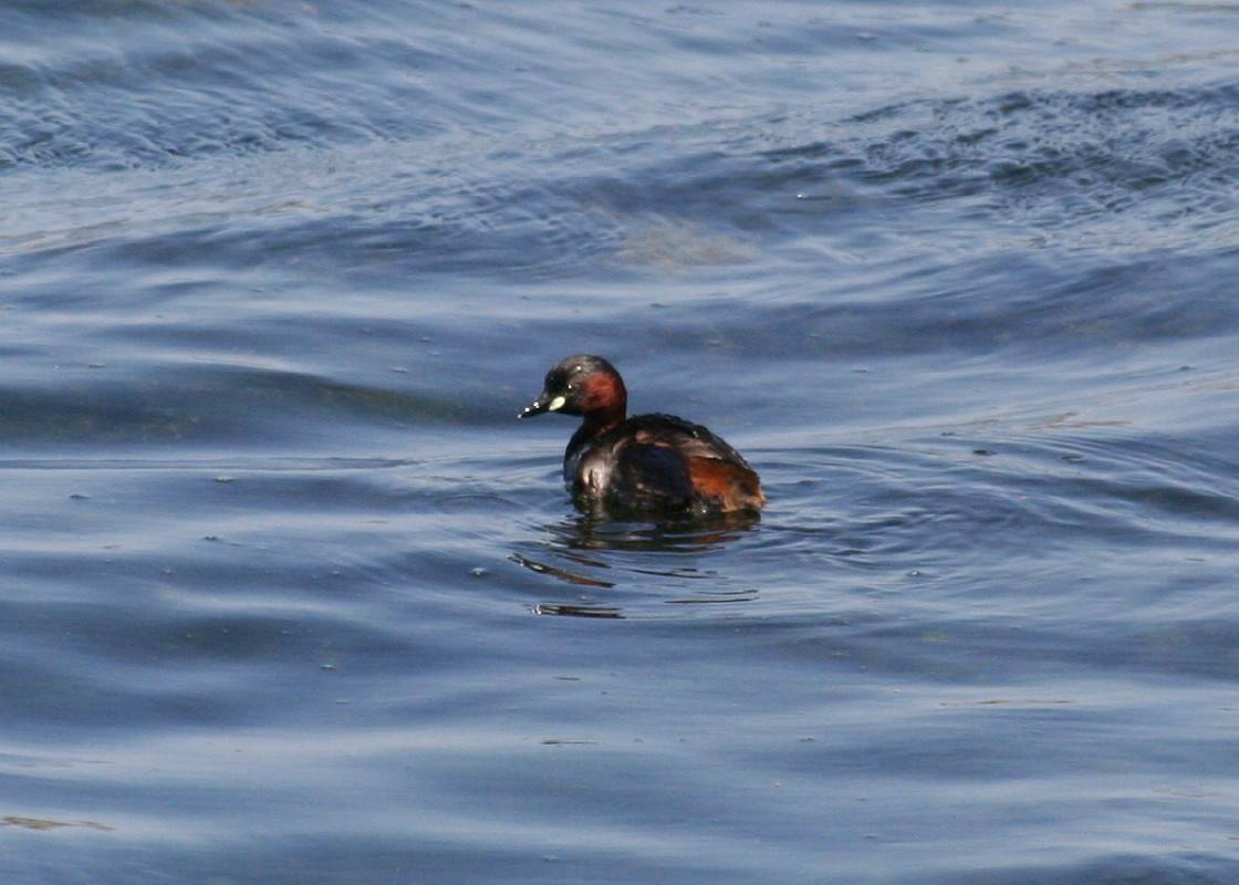 Little Grebe