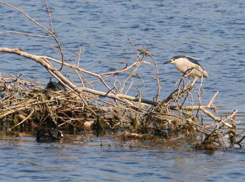 Night Heron and Coot