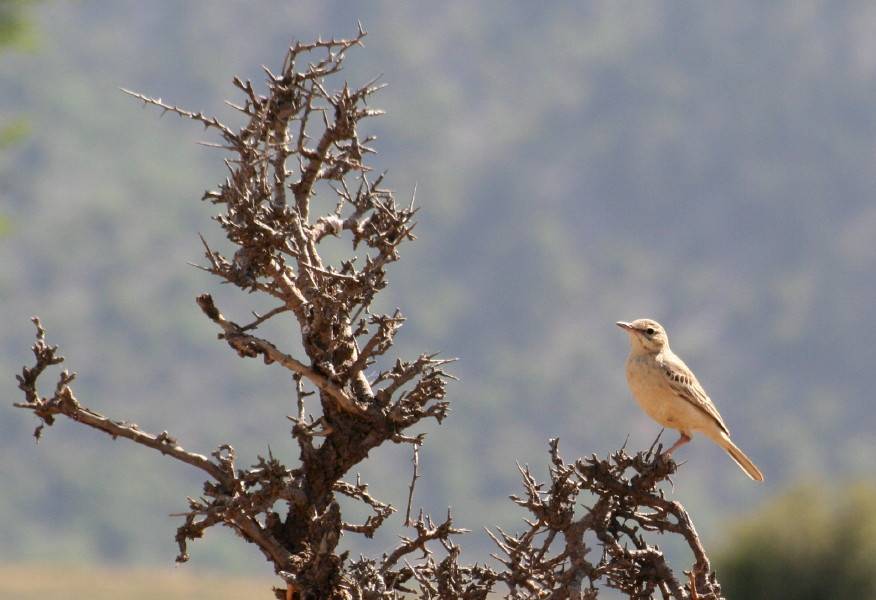 Tawny Pipit