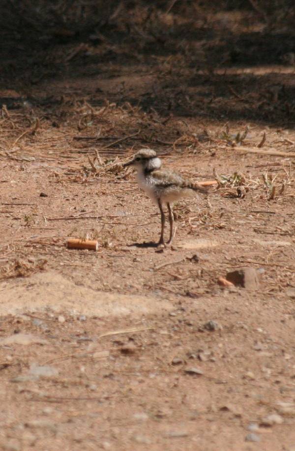Young Little Ringed Plover