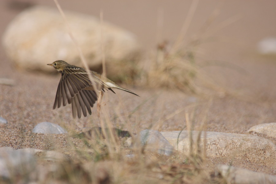 Meadow Pipit