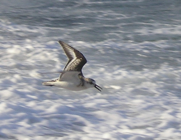 Sanderling