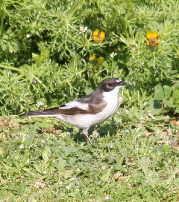 Pied Flycatcher
