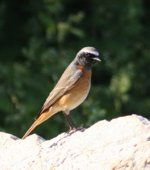 Redstart