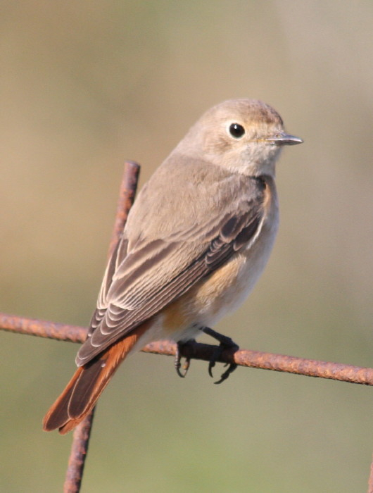 Redstart