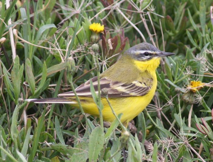 Yellow Wagtail