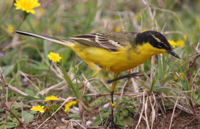 Yellow Wagtail
