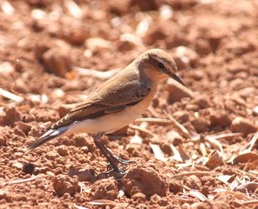 Northern Wheatear