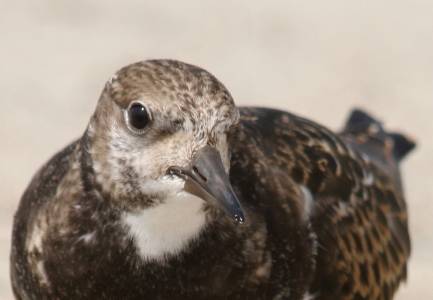 Turnstone