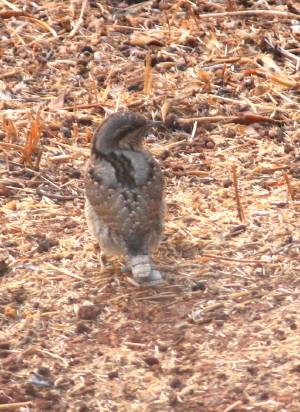 Wryneck
