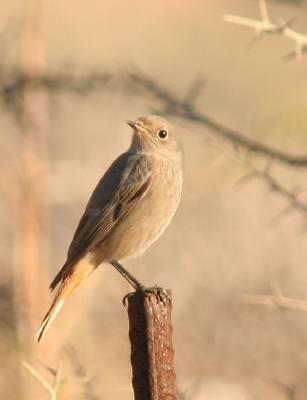 Black Redstart , female